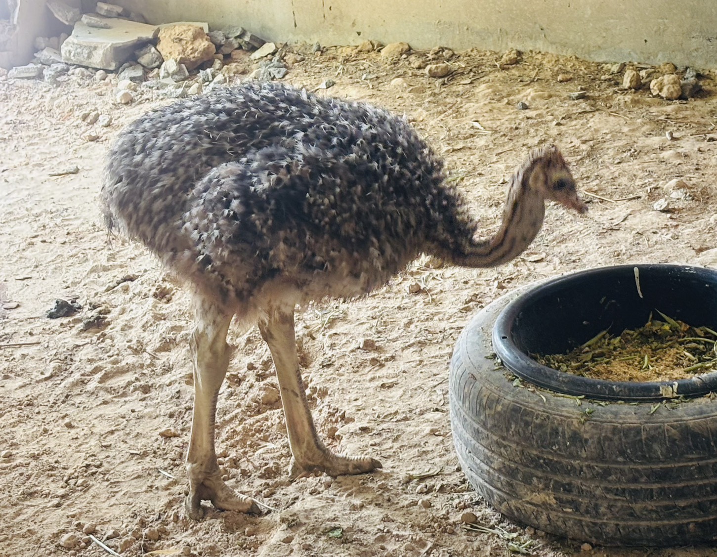 IMAGE - 9743